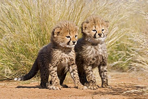 Cheetah cups (Acinonyx jubatus) in high grass Africa, Namibia