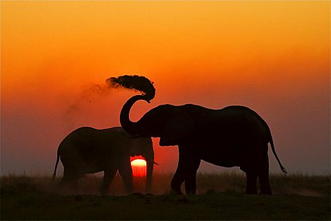 African elephants (Loxodonta africana) sunset. Chobe National Park, Botswana, Africa