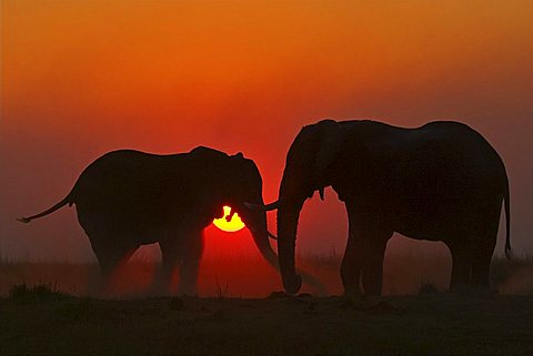 African elephants (Loxodonta africana) sunset. Chobe National Park, Botswana, Africa