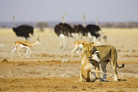 Lion, Lioness (Panthera leo) with a killed springbok, (Antidorcas marsupialis), Nxai Pan, Makgadikgadi Pan National Park, Botswana, Africa