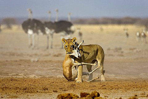 Lion, Lioness (Panthera leo) kills a springbok, (Antidorcas marsupialis), Nxai Pan, Makgadikgadi Pan National Park, Botswana, Africa