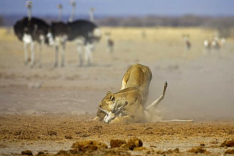 Lion, Lioness (Panthera leo) kills a springbok, (Antidorcas marsupialis), Nxai Pan, Makgadikgadi Pan National Park, Botswana, Africa