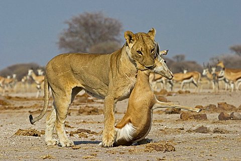 Lion, Lioness (Panthera leo) with a killed springbok, (Antidorcas marsupialis), Nxai Pan, Makgadikgadi Pan National Park, Botswana, Africa