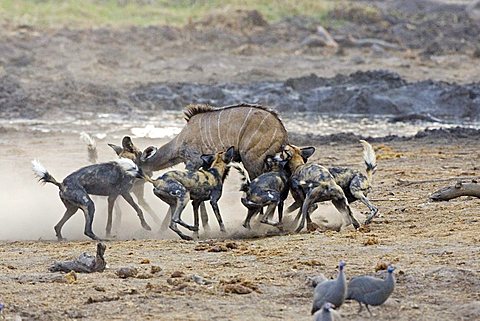 African wilddogs - Lycaon pictus - are hunting a carless young kudu. Africa, Botswana, Linyanti, Chobe National Park, wildlife