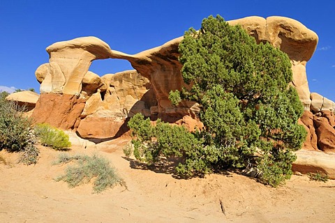 Hoodoos at Devil's Garden, Grand Staircase Escalante National Monument, Utah, USA, North America