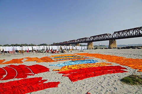 Laundry done by the Dhobis or laundry workers, on the banks of river Yamuna, Agra, Uttar Pradesh, India, Asia