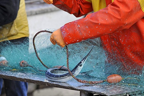 Fisherman removing a captured Garfish (Belone belone) from a net on a beach in Binz, Ruegen, Mecklenburg-Western Pomerania, Germany, Europe