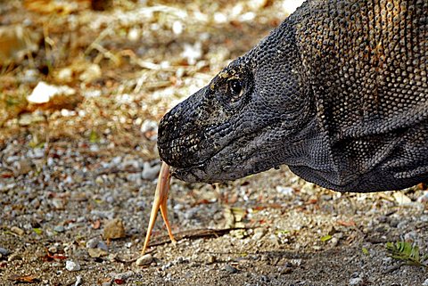 Head and tongue of a Komodo Dragon (Varanus komodoensis), Komodo National Park, World Heritage Site, Komodo, Indonesia, Asia