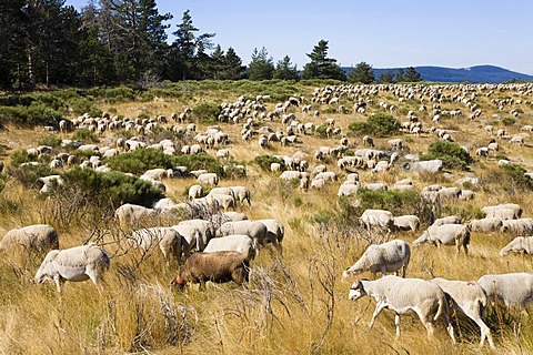 Herd of sheep in the Cevennes National Park, France, Europe