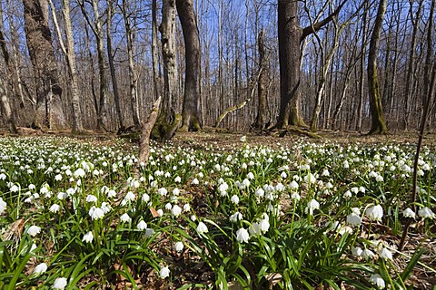 Spring snowflakes (Leucojum vernum), in a deciduous forest in spring, Upper Bavaria, Germany, Europe