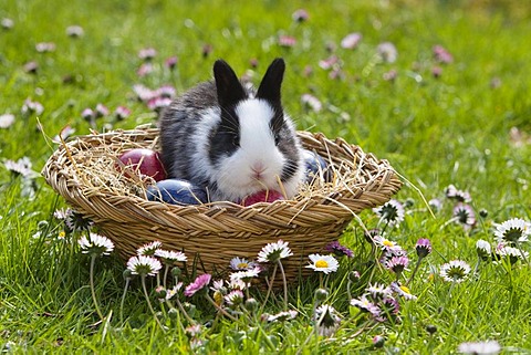 European rabbit (Oryctolagus cuniculus) sitting in an Easter basket on a flower meadow, Bavaria, Germany, Europe