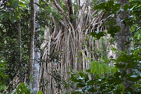 Strangler Fig Tree, Curtain Fig Tree (Ficus virens), rainforest, Curtain Fig Tree National Park, Atherton Tablelands, Queensland, Australia