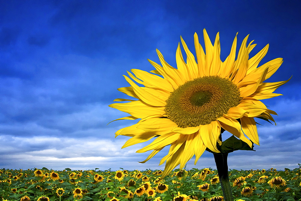 Sunflowers (Helianthus annuus), Erfurt, Thuringia, Germany, Europe