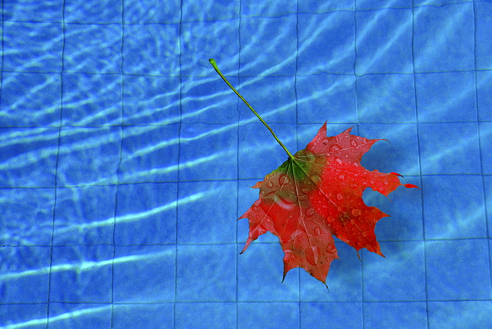 Maple leaf (Acer) in a pool