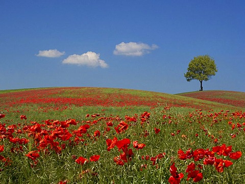 Field of Poppies (Papaver), Stadtilm, Thuringia, Germany, Europe,