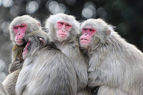 Japanese macaques, snow monkeys (Macaca fuscata)