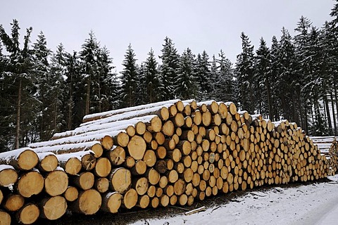 Stack of logs in the Harz, Saxony-Anhalt, Germany, Europe