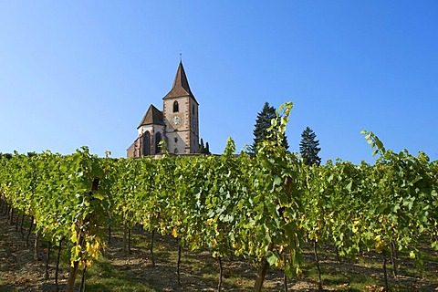 Church in the vineyards of Hunawihr, Alsace, France, Europe