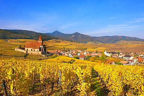 Autumnal vineyards around the church of Hunawihr, Alsace, France, Europe