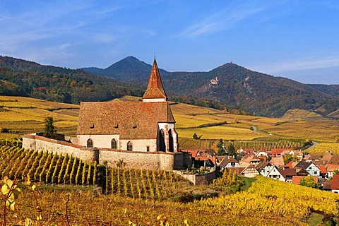 Autumnal vineyards around the church of Hunawihr, Alsace, France, Europe