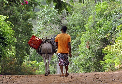 Local man with a donkey, Chapada Diamantina, near Salvador de Bahia, Bahia, Brazil, South America