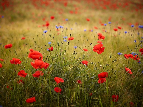 Field of Poppies (Papaver rhoeas), Friedberg, Bavaria, Germany, Europe