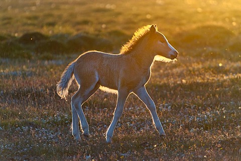 Foal, Iceland horse, Hofsos, Skagafjoerdur bay, northern Iceland, Iceland, Europe