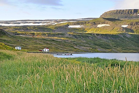 Marram grass, Hesteyri, Hesteyrarfjoerï£¿ur or Joekulfirï£¿ir, Hornstrandir hiking paradise, Westfjords, Iceland, Europe