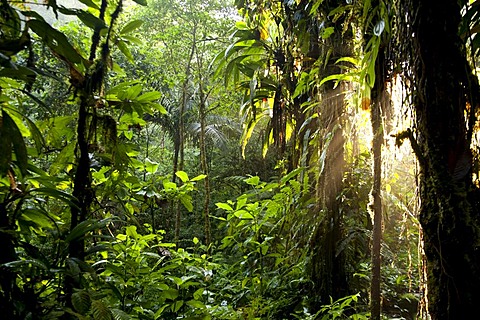 Sunlight in the dense jungle of the Braulio Carrillo National Park, Costa Rica, Central America