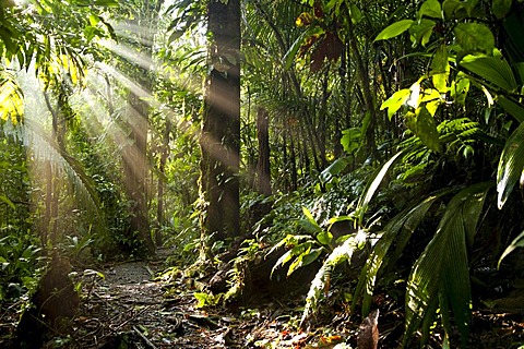 Sun rays in the dense jungle of the Braulio Carrillo National Park, Costa Rica, Central America