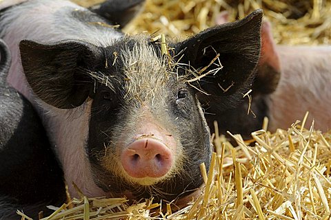 Domestic Pig (Sus scrofa domestica), young animal, zoo, Baden-Wuerttemberg, Germany, Europe