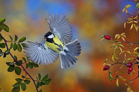 Great Tit (Parus major) in flight, Thuringia, Germany, Europe