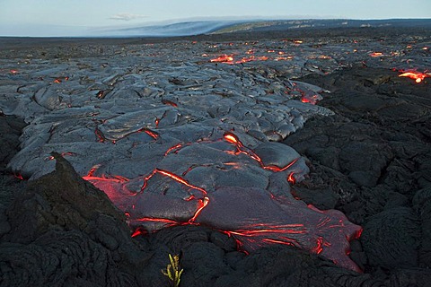 Molten pahoehoe type lava flowing from a crack in the East Rift Zone towards the sea, lava field of the Kilauea shield volcano, Hawai'i Volcanoes National Park, Kalapana, Hawai'i, USA