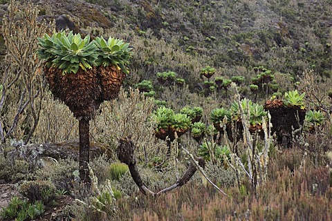 Giant Groundsel (Dendrosenecio kilimanjari), growth up to about 4500 m altitude on Mount Kilimanjaro, Tanzania, Africa