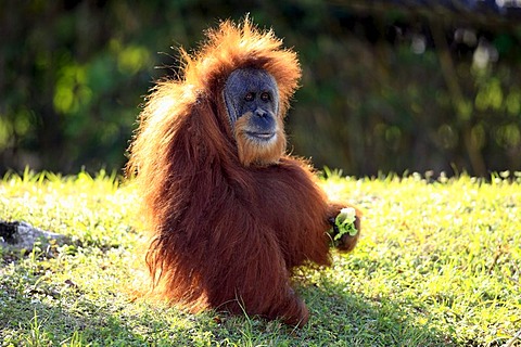 Orangutan (Pongo pygmaeus), adult, in captivity, Florida, USA