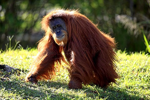 Orangutan (Pongo pygmaeus), adult, in captivity, Florida, USA