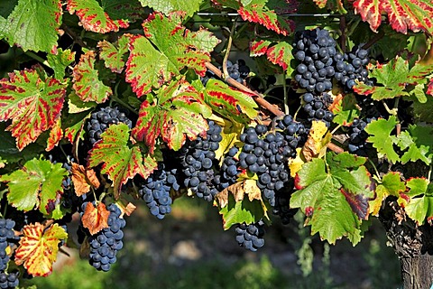 Grapevine (Vitis vinifera), grapes, Pfalz, Palatinate, Germany, Europe