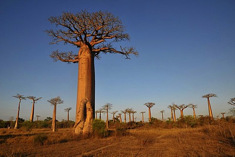 African Baobab tree (baobab), baobab-forest near Morondava on the west coast of Madagascar, Africa