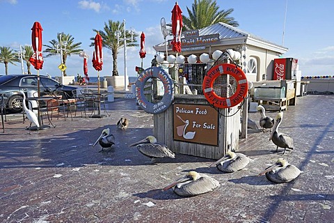 Feeding pelicans for payment, The Pier, Saint Petersburg, Florida, United States, USA