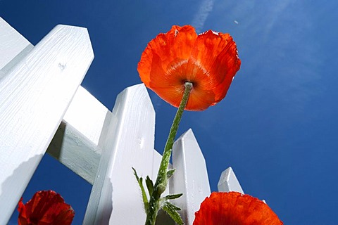 Poppies (Papaver rhoeas) on a white picket fence in front of a blue sky, Sonderho, Fano island, Denmark, Scandinavia, Europe