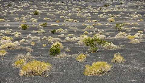 Maar and sedimentary rock of Ubehebe Crater, volcanic crater, Death Valley National Park, Mojave Desert, California, United States of America, USA