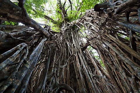 Strangler Fig Tree (Ficus virens), rainforest, Curtain Fig Tree National Park, Atherton Tablelands, Queensland, Australia