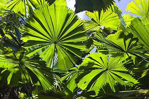 Australian Fan Palms (Licuala ramsayi) in the rainforest, Mission Beach, northern Queensland, Australia