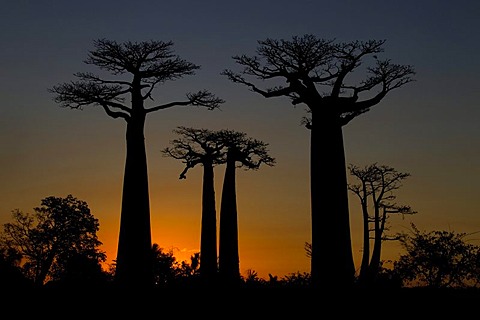 Avenue of Baobab (Adansonia digitata) trees at sunset, near Morondava in western Madagascar, Africa, Indian Ocean