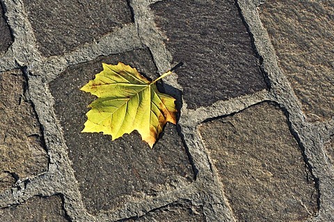 Maple leaf (Acer) on cobble stones