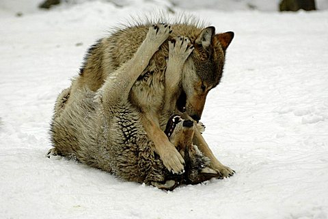 Mackenzie Valley, Canadian - or Alaskan Timber Wolves (Canis lupus occidentalis) playing, fighting at a zoo in Germany, Europe