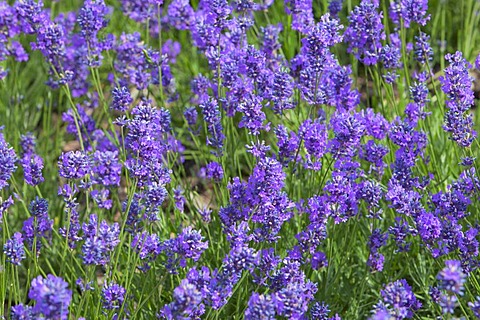 Lavender flowers (Lavandula) in a garden, England, United Kingdom, Europe