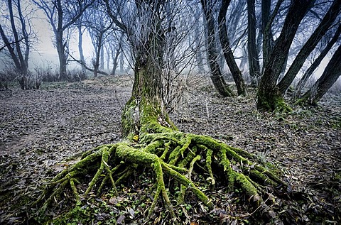 Tree roots and fog on the banks of Elbe river in Kirchwerder, Vier- und Marschlande, Hamburg, Germany, Europe