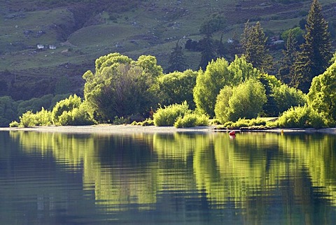 Trees on the shore, reflected in the calm waters of Lake Wanaka, South Island, New Zealand