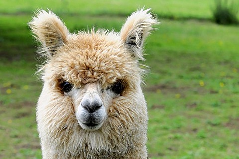 Alpaca (Lama pacos), alpaca breeding, Schwaebisch Gmuend, Baden-Wuerttemberg, Germany, Europe